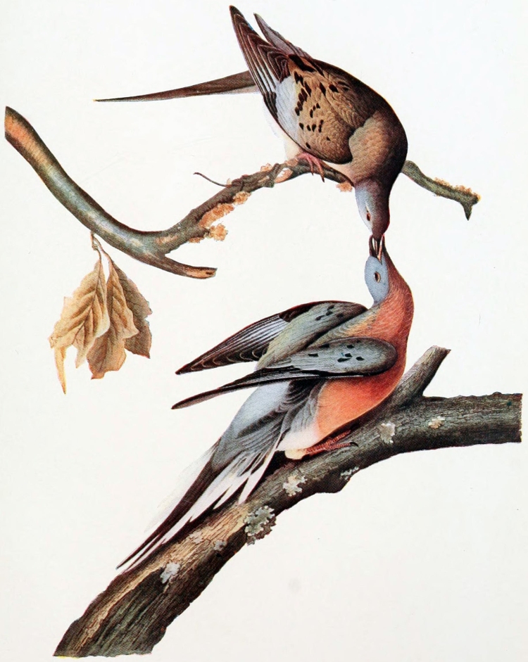 Mershon's_The_Passenger_Pigeon_(Audubon_plate,_crop)