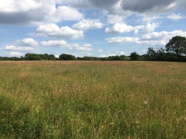 Before: A rich meadow in early July...